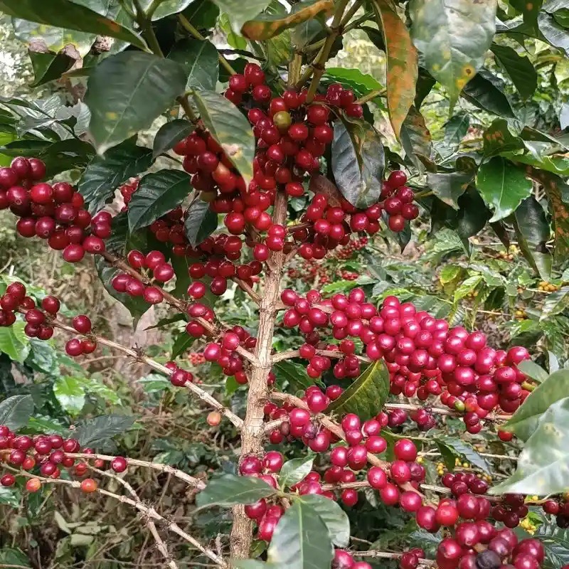 HUVER-CASTILLO-VARIETY ve velké velikosti